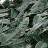 Wandtegel Mcw-L78, Laurier Groen-Vente-unique Online